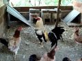 gallos la chiquita