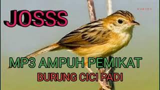 MP3 AMPUH PEMIKAT BURUNG CICI PADI