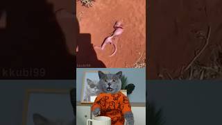 Gosh!😭 How To Help Homeless Baby Kangaroos?🦘💕 #Funnycat #Catmemes #Trending