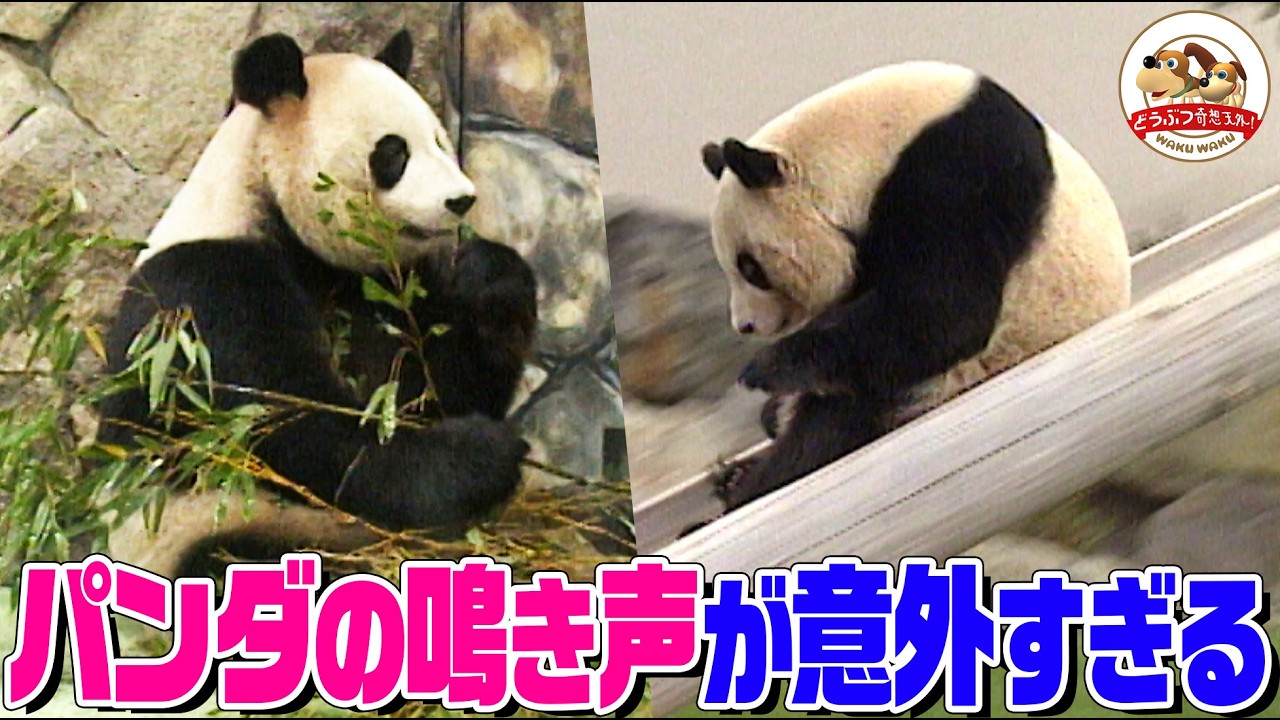 【パンダのヒミツ】パンダの地肌は何色?ウンチはいい匂いって本当?どんな鳴き声?指が6本もある?知られざるジャイアントパンダの生態【どうぶつ奇想天外/WAKUWAKU】