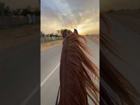 النغم والطرب الحلال صوت حوافر الخيل ما شاء الله تبارك الله خيل لاتنسوا الاشتراك في القناة