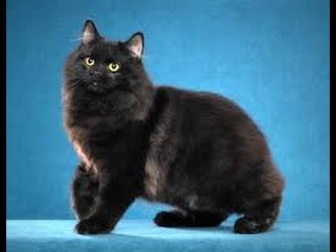 Video: Cymric Cat Breed Allergene, Gesondheid En Lewensduur