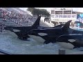 KW Up Close Kasatka Family - Dec 11 2015 - SeaWorld San Diego