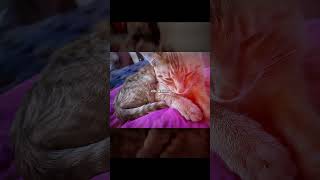 Leo’s words #growingup #growing #cat #catvideos