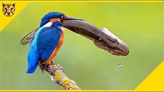 Dikenal Burung Pembunuh Ikan! Inilah Beberapa Fakta Kingfisher yang Belum Kamu Tahu. . .