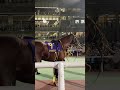 帝王賞 メイショウハリオと濱中俊騎手 #帝王賞 #大井競馬場 #メイショウハリオ #浜中俊