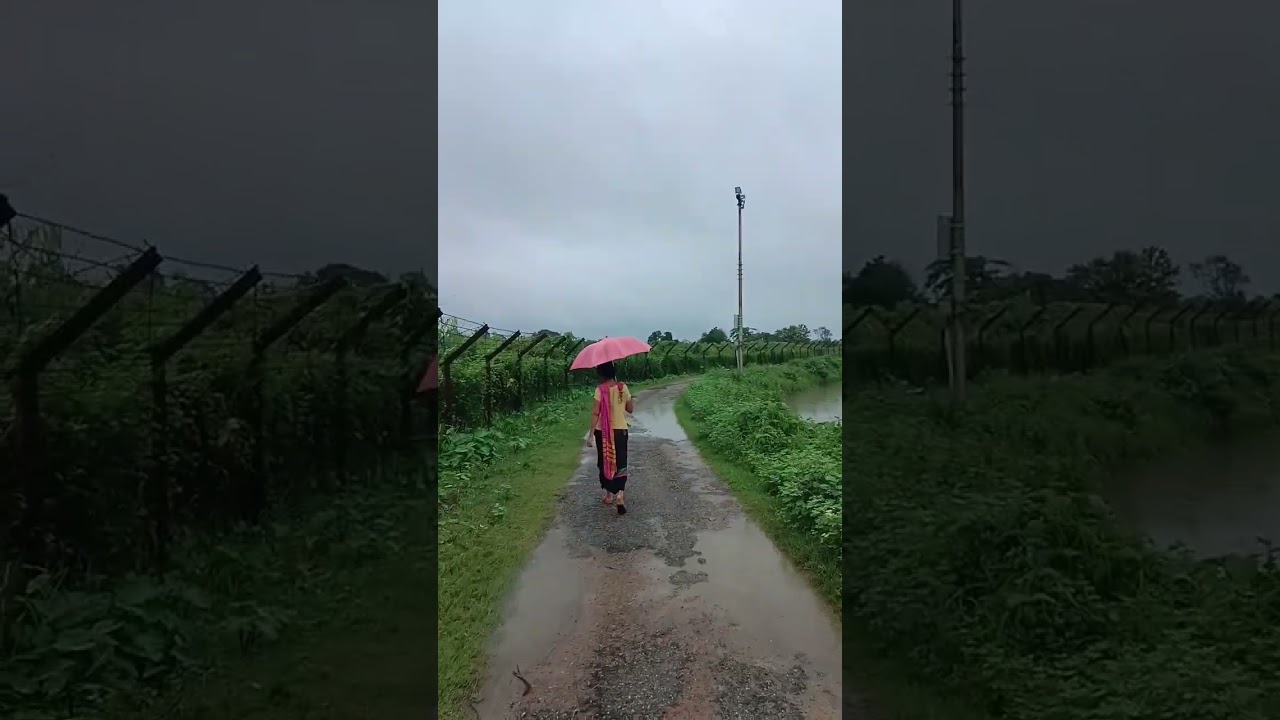 "Beautiful Rainy Day View of Rice Fields"🌧️