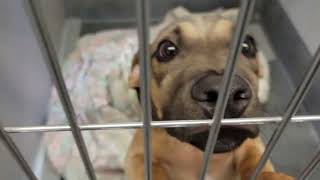 Details acs A678331 Guide