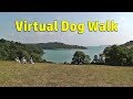 Walk your dog tv  virtual dog walk  summer day walking or treadmill