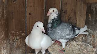 Dobaz Kalanka Kabutar Madrasi Kabutar Best Kabutar Jode