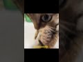 Boom! Cat edit as requested! (Meme cats then cute lil cats:D)