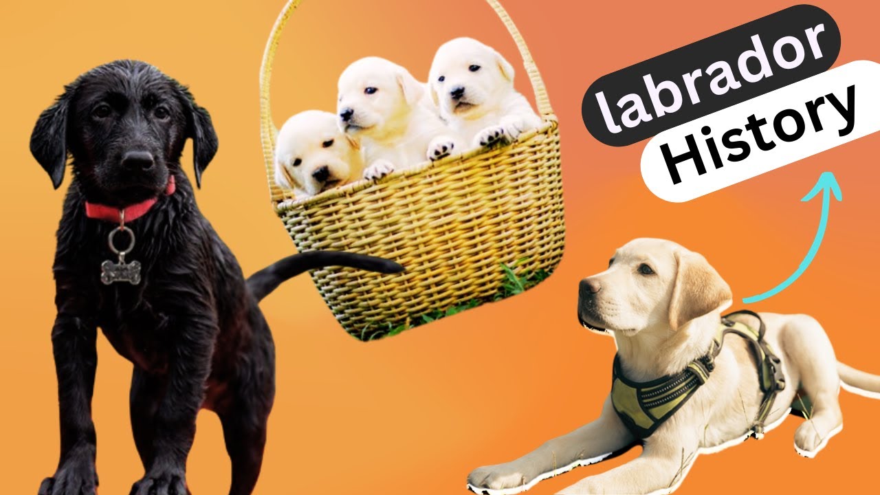 Labrador Retriever History | Characteristic & Care ! galiff street  