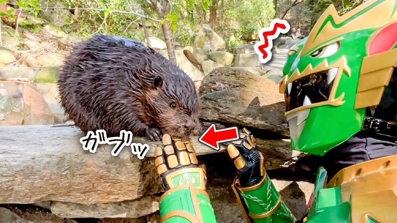 A beaver bites a local hero's finger, mistaking it for food
