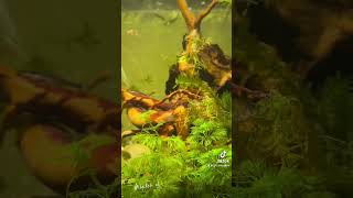 Endler Guppies (females)