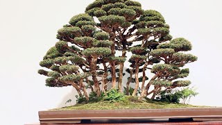 Forest Bonsai inspiration