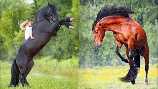 Horse SOO Cute! Cute And funny horse Videos Compilation cute moment #29 2022