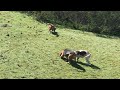 Caza de conejo con perros ( beagles , grifones) en chile sexta región