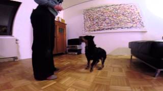 009 Konditionieren Mit Futter Sitz Seite Deutscher Jagdterrier