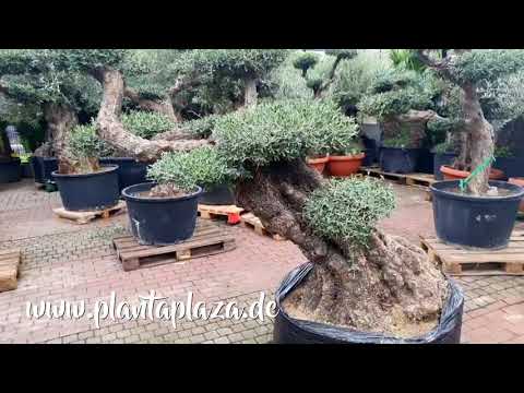 Alter Olivenbaum als Bonsai (Special Edition).