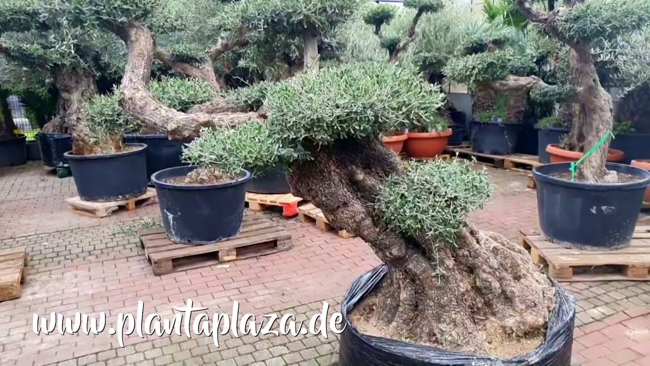 Alter Olivenbaum als Bonsai (Special Edition).