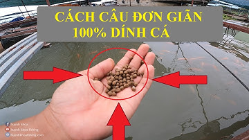 CÁCH CÂU CÁ ĐIÊU HỒNG ĐƠN GIẢN VÀ HIỆU QUẢ NHẤT