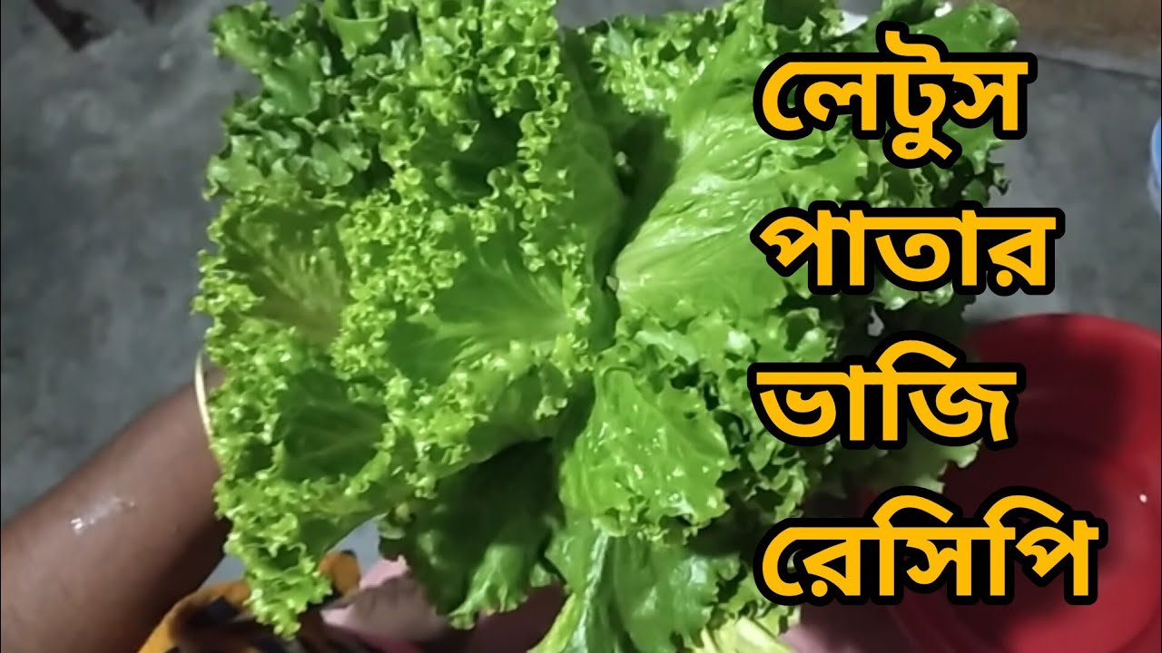 লেটুস পাতার ভাজি রেসিপি |  Lettuce Veg Recipes | লেটুস শাক রান্না | Village Food | @tandmvlog2728