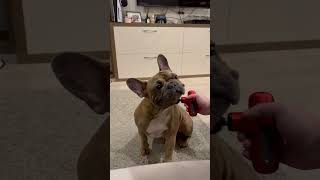 Dog Getting Some Back Massage