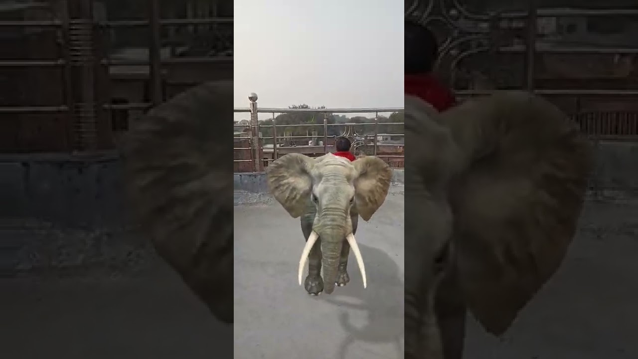 Elephant 🐘🐘🐘 meri sathi 