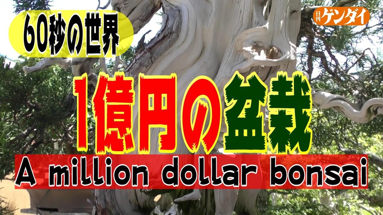 １億円の盆栽 芸能人格付けチェック にも登場 ６０秒の世界 A Million Dollar Bonsai Youtube