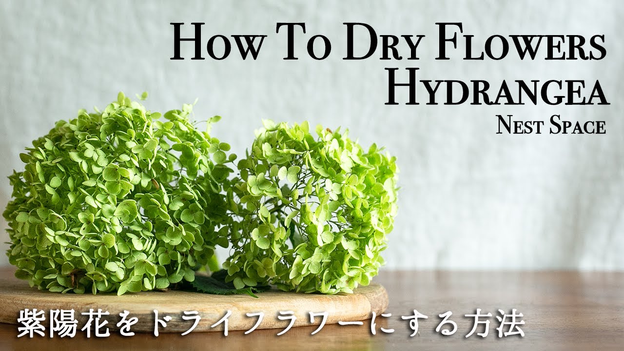 必ず成功させる方法 055 アジサイ 紫陽花 をドライフラワーにする方法 How To Dry Hydrangea Perfectly Youtube