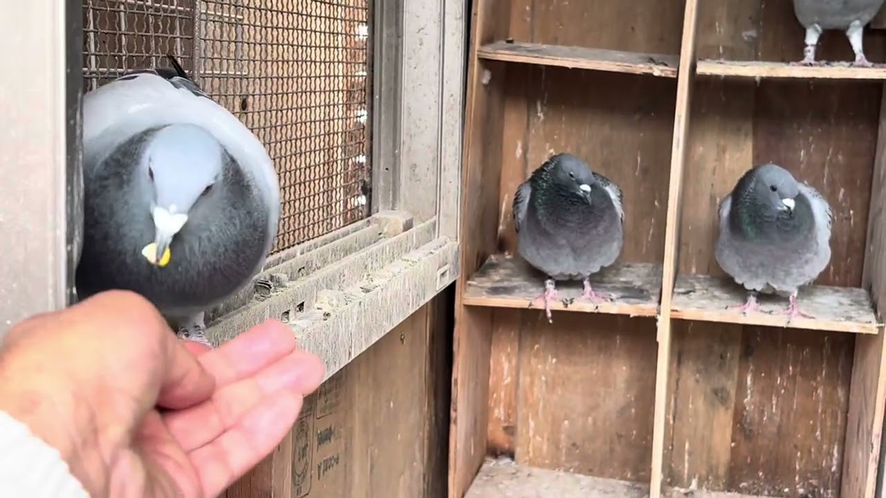 I坪の選手小屋　在舎33羽