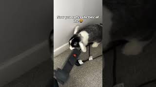 No touchy touchy🐊🐰 #bunnylife #bunny #minilop #hollandlopbunny #bunnies