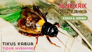 Suara Jangkrik 2 Jam