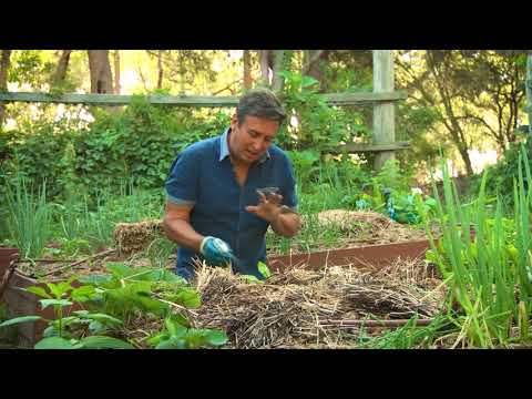 Video: Felsökning av örtagården - Skydda örtagårdar från skadedjur och sjukdomar