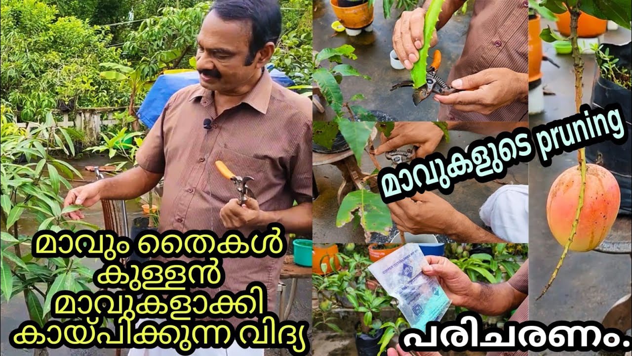 ഗ്രോ ബാഗിൽ വളർത്തുന്ന മാവുകളുടെ PRUNING - തുടർന്നുള്ള പരിചരണം | BONSAI മാവുകൾ