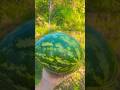 The Final Slice: Last Yellow Watermelon of the Season #fruit #watermelon #garden #gardening
