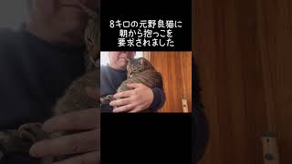 8キロの猫に朝から抱っこをせがまれました【元野良猫ピースケ】 #shorts #初老夫婦とねこ #元野良猫 #ピースケ
