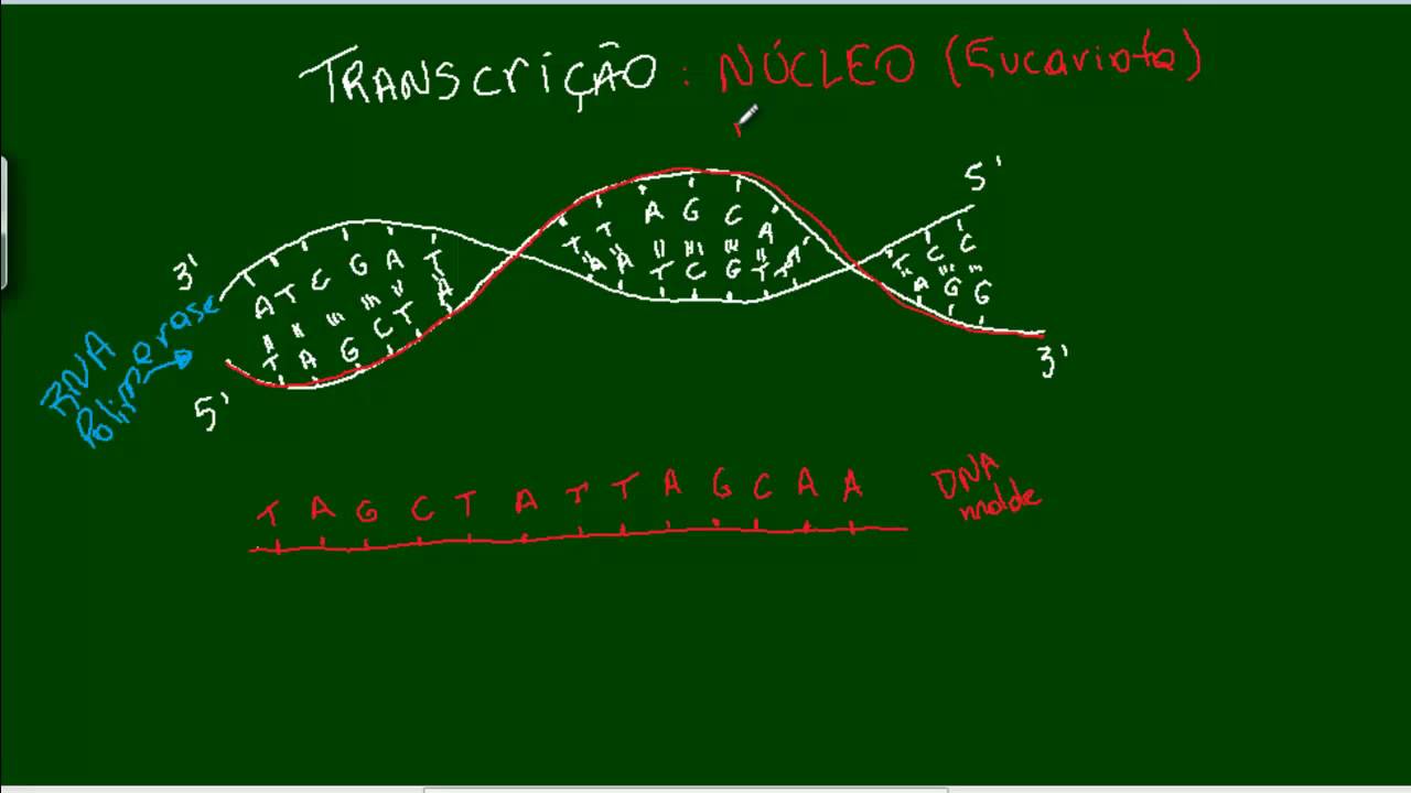 RNA - Transcrição e Tipos de RNA - YouTube