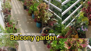 balcony garden ki sair बालकनी गार्डन में चहेल कदमी