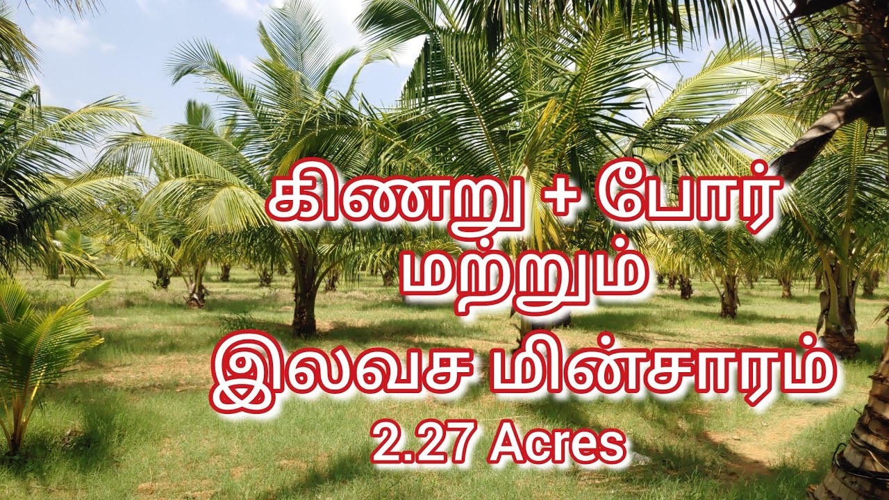 Project Number 530. Coconut Farm For Sale ( Tirunelveli Kasthurirengapuram ) YouTube