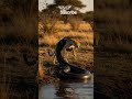 tiger in danger with anaconda