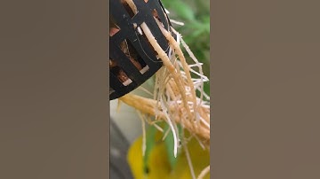 Growing Massive Hydroponics Roots For Beginners! #shorts #hydroponics #dwc