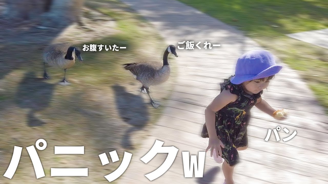 アヒルにお昼ご飯狙われる娘wwwwwwwww【アメリカvlog】