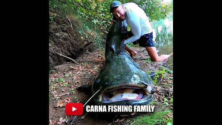 RECORD SILURE #fishing #bigfish #catfish #shorts - DayDayNews