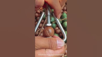 Cracking Macadamia Nuts with a Hand Tool
