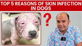 Top 5 Reasons of Skin Infections in Dogs | With Solutions by Baadal Bhandaari by Dogs Your Friends Forever 3,950 views 7 months ago 4 minutes, 59 seconds