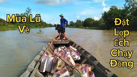 Đặt Lợp Ếch Chạy Đồng Qua Khu Ruộng Lúa Trổ /Út Miền Tây