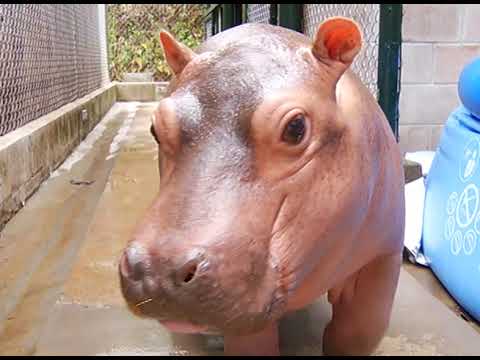 Furesa presenta a su hipopótamo bebé