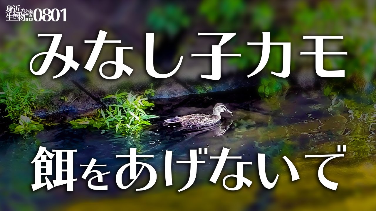 0801 親なし子カモが餌やりでいじめられる 羽怪我母のカルガモ親子 エンジェルウイング 黄色い亀 マルガモ コサギの捕食 アオサギ セキレイ親子 身近な生き物語 カルガモ親子 アカミミガメ Youtube 0801 親なし子カモが餌やりでいじめられる 羽怪我母のカルガモ親子 エンジェルウイング 黄色い亀 マルガモ コサギの捕食 アオサギ セキレイ親子 身近な生き物語 カルガモ親子 アカミミガメ Youtube