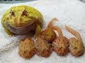 ベルツノガエル アプリコット皆 上陸しました。ツノガエルは、カラフルでとても綺麗